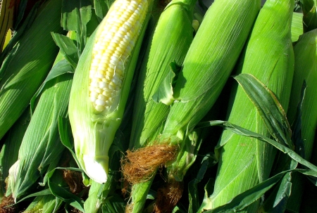 The first sweet corn of the season from Family Pepper. Photo copyright 2009 by Zachary D. Lyons.