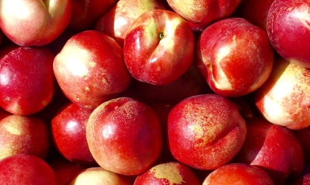 The first nectarines of the year, brought to you by Tiny's. Photo copyright 2009 by Zachary D. Lyons.