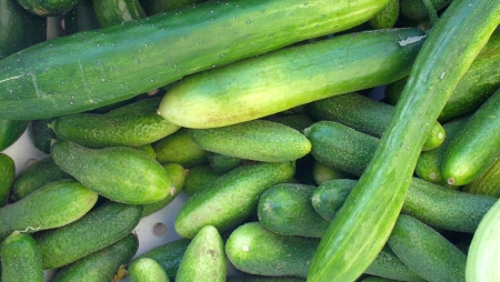 A mix of slicing, English and pickling cucumbers from Tonnemaker. Photo copyright 2009 by Zachary D. Lyons.