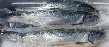 Fresh, whole coho salmon from Wilson Fish. Photo copyright 2009 by Zachary D. Lyons.
