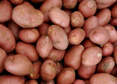 Desiree potatoes from Olsen Farms. Photo copyright 2012 by Zachary D. Lyons.