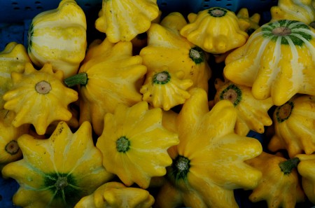Flying Saucer summer squash from Steel Wheel Farm. Photo copyright 2013 by Zachary D, Lyons.