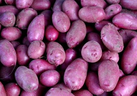 New Red Thumb potatoes from Alvarez Organic Farms. Photo copyright 2014 by Zachary D. Lyons.