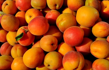 Tomcot apricots from Lyall Farms. Photo copyright 2014 by Zachary D. Lyons.