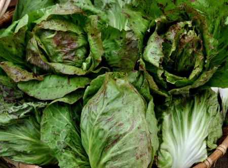 Variegato di Lusia radicchio from One Leaf Farm. Photo copyright 2014 by Zachary D. Lyons.