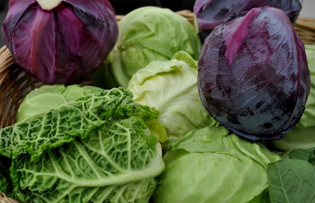 Cabbage from Tani Creek Farm. Photo copyright 2014 by Zachary D. Lyons.