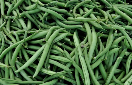 Green beans from Alvarez Organic Farms. Photo copyright 2014 by Zachary D. Lyons.