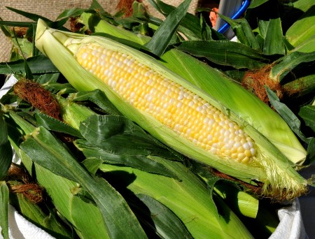 Sweet corn from Lyall Farms. Photo copyright 2014 by Zachary D. Lyons.