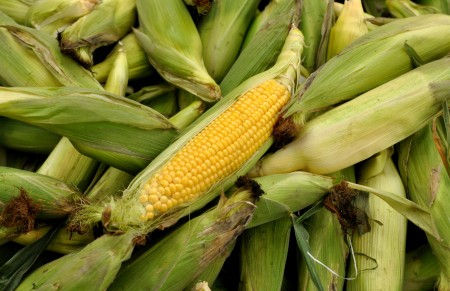 Basin 'R' Yellow Sweet Corn. Copyright Zachary D, Lyons.